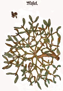 White Berry Mistletoe