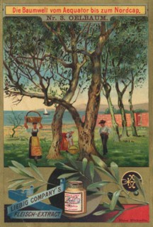 Series The Tree World From The Equator To The North Cape