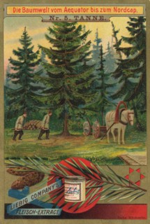 Series The Tree World From The Equator To The North Cape