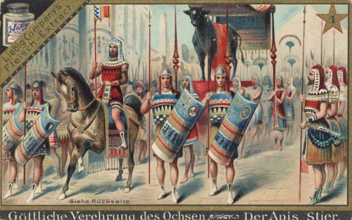 Series Of Pictures About The Oxen