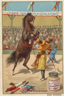 Series Horse Training In The Circus