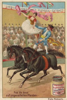 Series Horse Training In The Circus