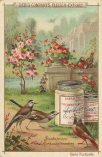 Native Birds Series