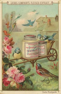 Native Birds Series