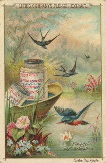Native Birds Series