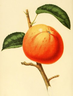 Apple Of The Variety The Baldwin Apple