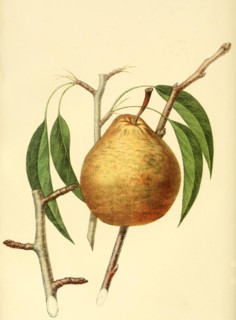 Winter Nelis Pear Pear