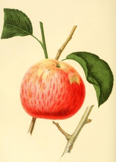 The Northern Spy Apple