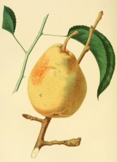 Pear Of The Swan'S Orange Pear Variety