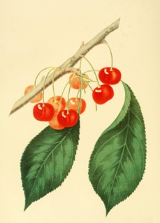 Cherry Of The Sweet Montmorency Cherry Variety