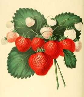 Strawberry
