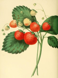Strawberry Of The Boston Pine Strawberry Variety