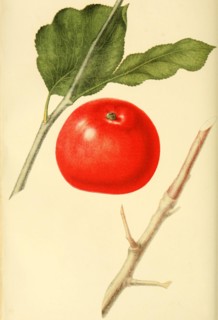 Apple Of The Red Astrakhan Apple Variety