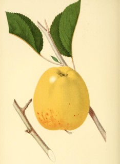 Apple Of The Variety The Porter Apple