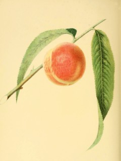 Peach Of The Variety The Early York Peach