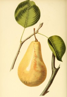 Pear Of The Lecure Pear Variety