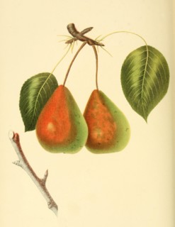 Pear Of The Rostiezer Pear Variety