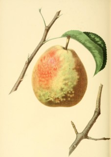 Pear Of The Flemish Beauty Pear Variety