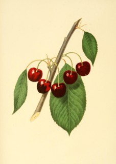 Cherry Of The May Bigarreau Cherry Variety