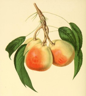 Pear Of The Doyenne D'Ete Pear Variety