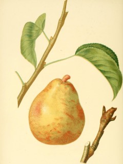 D'Anjou Pear Variety
