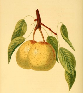 Dearborn'S Seedling Pear