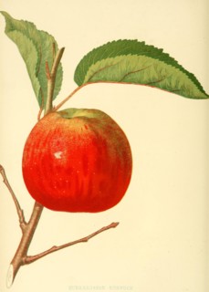 Hubbardston Nonsuch Apple