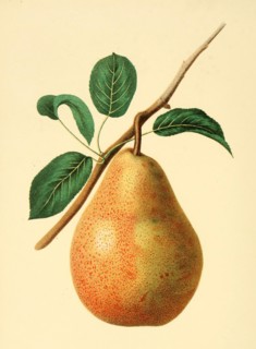 Pear Of The Dix Pear Variety