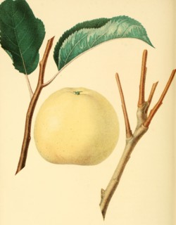 Apple Of The Variety The Early Harvest Apple