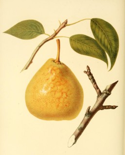 Pear Of The Saint Andre Pear Variety