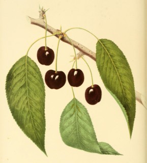 Cherry Of The Black Eagle Cherry Variety