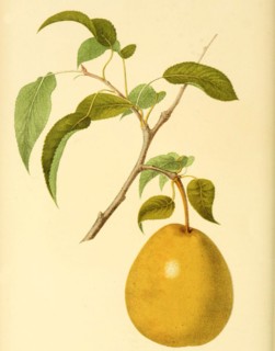 Pear Of The Heathcote Pear Variety