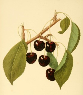 Cherry Of The Early Purple Guigne Cherry Variety