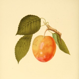 Plum Of The Thomas Plum Variety