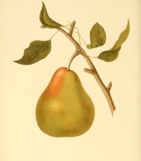 Pear Of The Andrews Pear Variety
