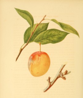 Plum Of The Jefferson Plum Variety