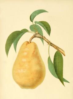 Pear Of The Bartlett Or Williams Bon Chretien Pear Variety