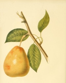 Pear Of The Lawrence Pear Variety