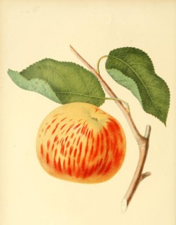 Apple Of The Variety The Gravenstein Apple