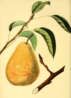 Pear Of The Columbia Pear Variety