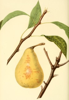 Bonne Des Zees Pear Pear