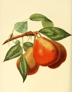 Pears Of The Seckel Pear Variety