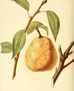 Collins Pear Variety