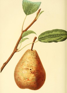 Pear Of The Marie Louise Pear Variety