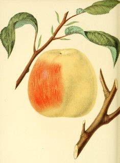 Apple Of The Hawley Apple Variety