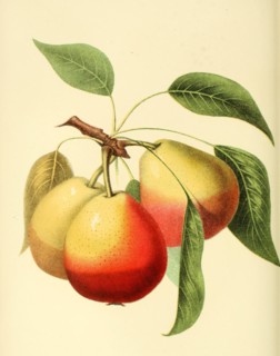 Mannings Elizabeth Pear Pear