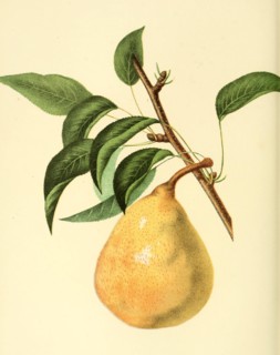 Pear Of The Saint Ghislain Pear Variety