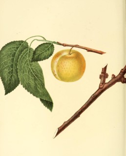 Plum Of The Mc Lauchlin Plum Variety