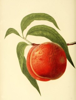 Peach Of The Jacques Peach Variety