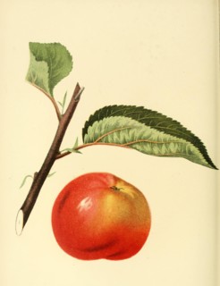 Apple Of The Manomet Apple Variety